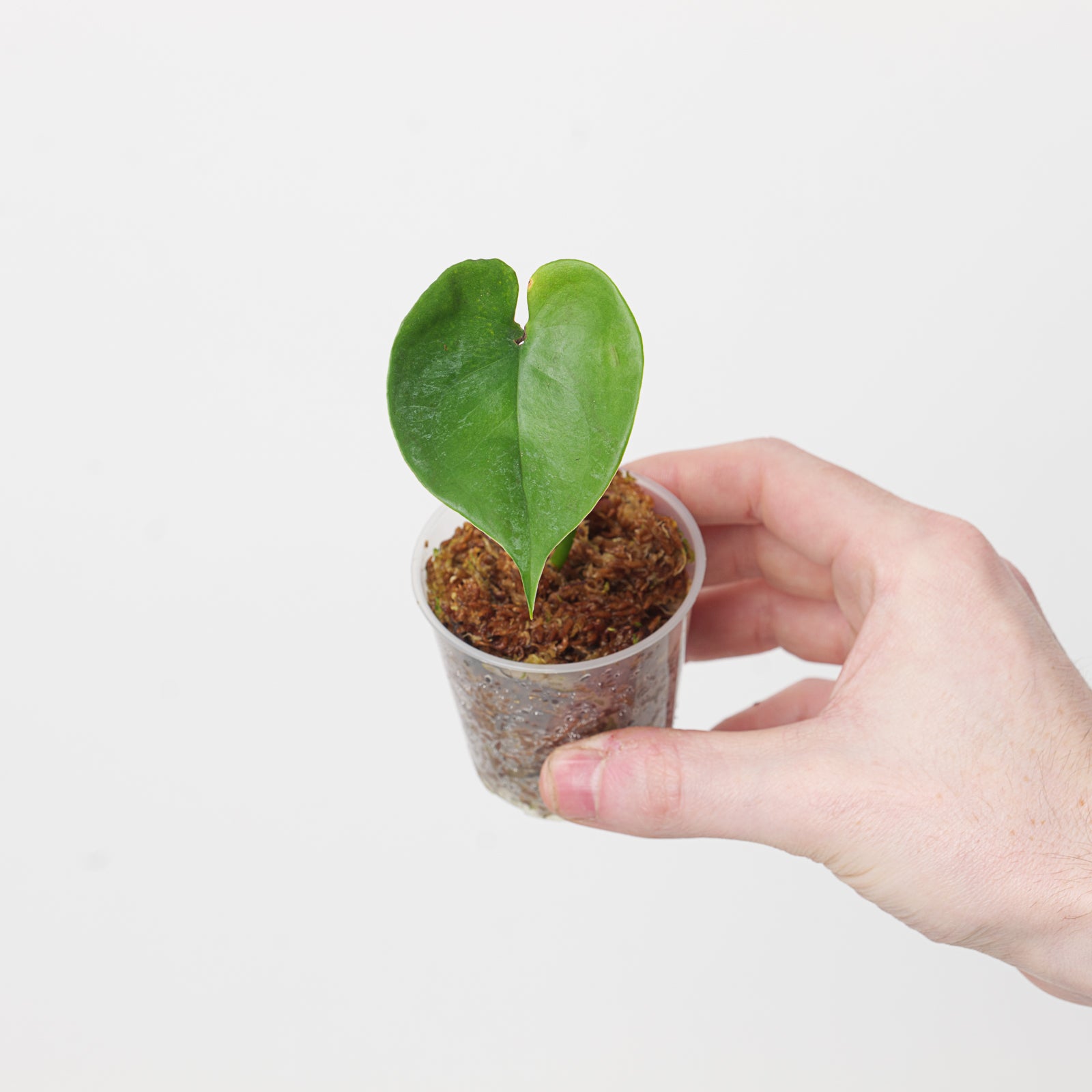 Humile Amydrium humile | Plants | GrowTropicals.com