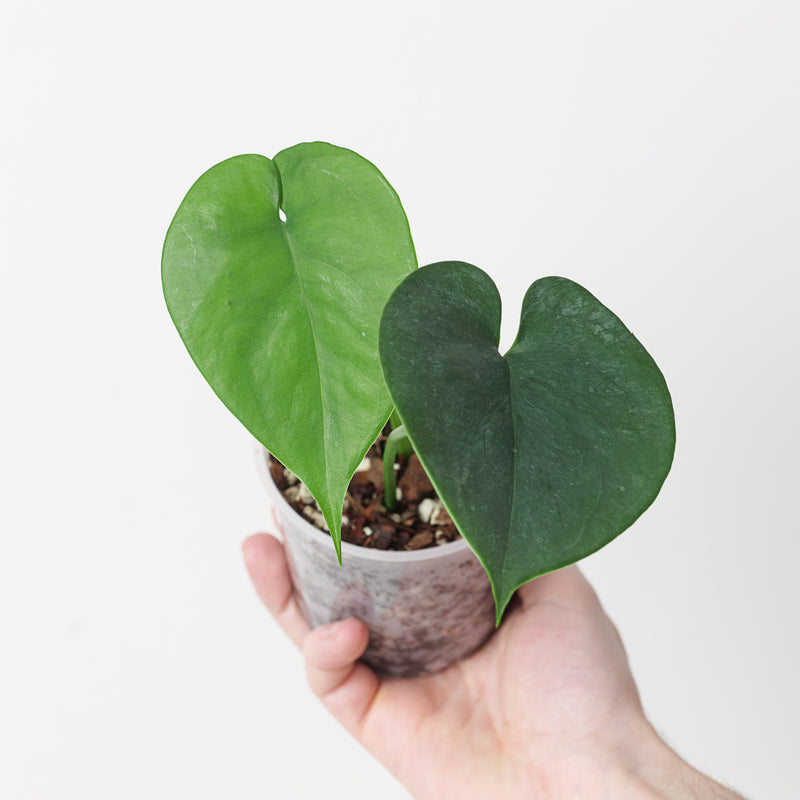 Amydrium humile Plants GrowTropicals