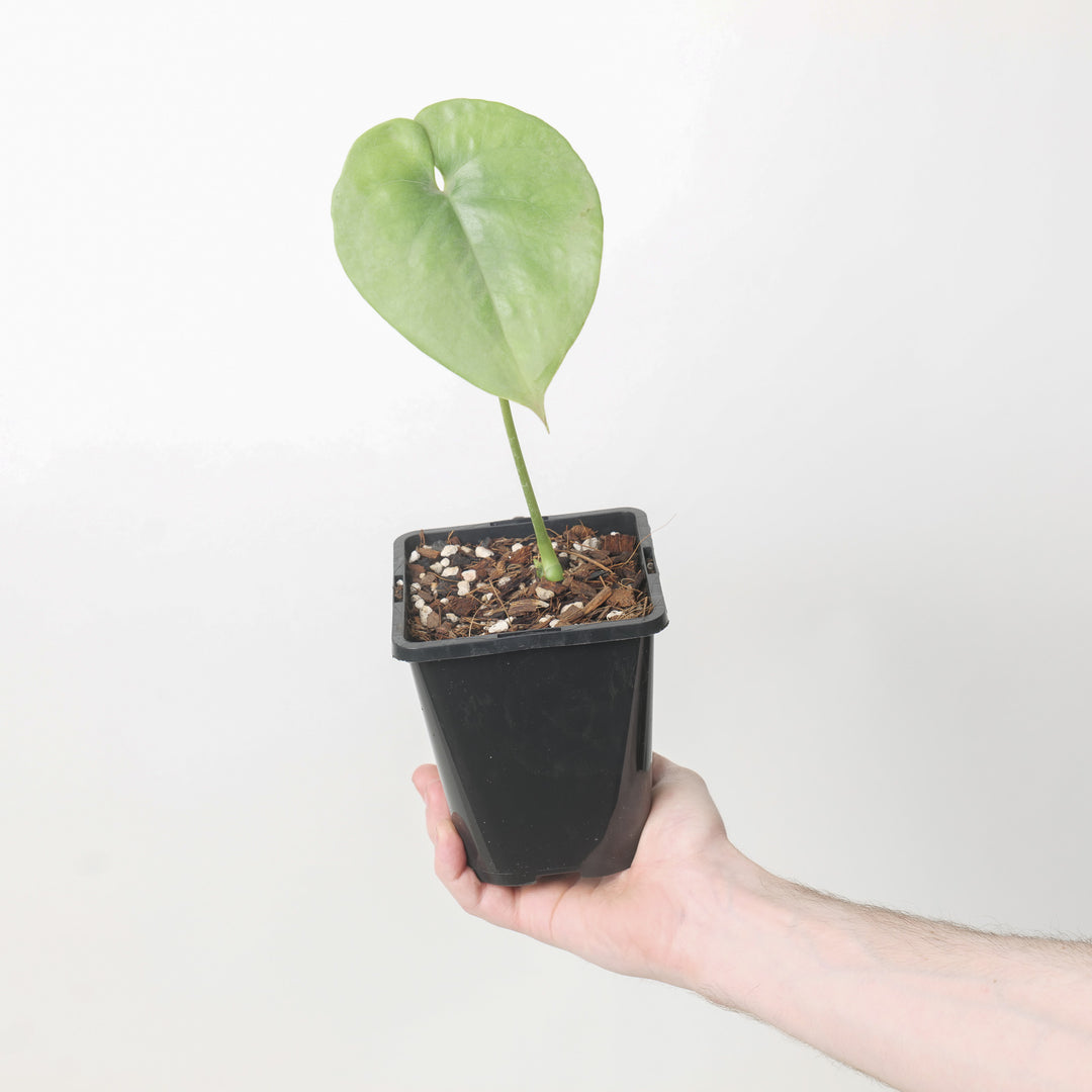 Amydrium humile 12cm Plants GrowTropicals