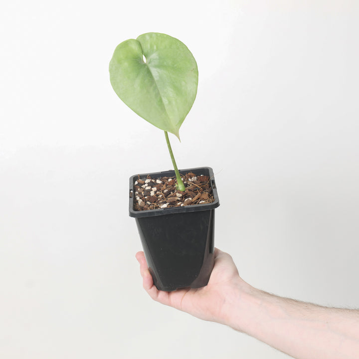 Amydrium humile 12cm Plants GrowTropicals