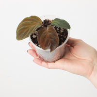 Homalomena humilis 'Red Velvet form'