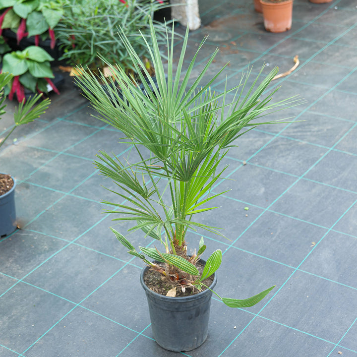 Chamaerops humilis 21cm / 4L Plants - Outdoor GROW TROPICALS