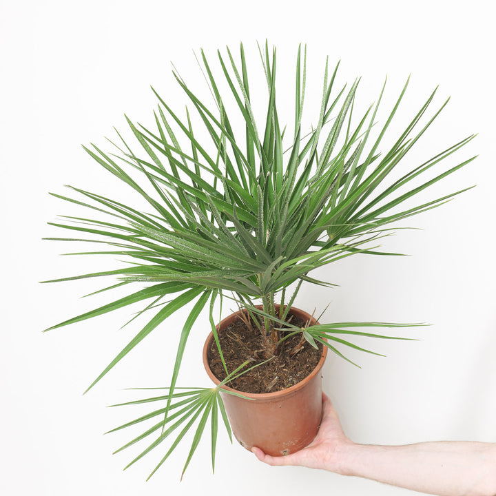 Chamaerops humilis 18cm / 2.5L Plants - Outdoor GROW TROPICALS