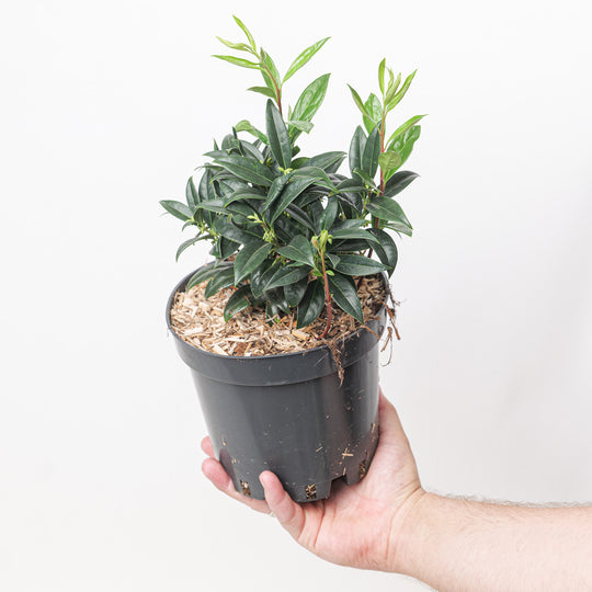 Sarcococca hookeriana var. humilis (Dwarf Sweet Box) Plants - Outdoor GROW TROPICALS