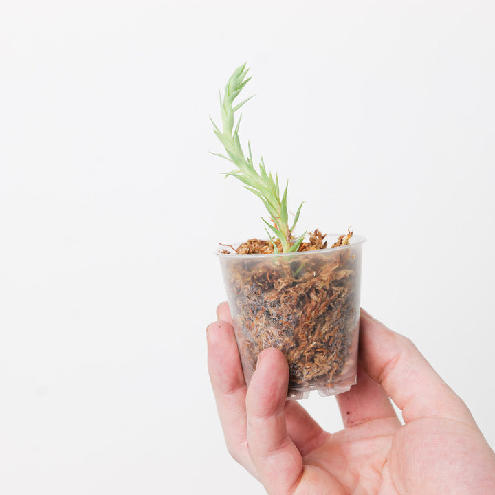 Huperzia goebillii 6cm Plants GrowTropicals