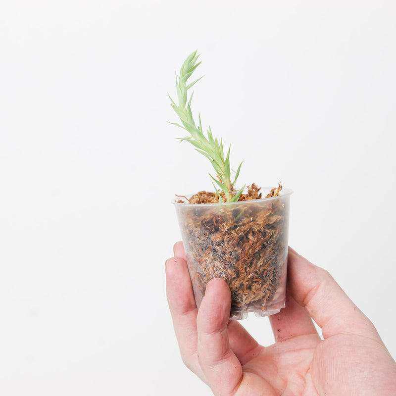 Huperzia goebillii 6cm Plants GrowTropicals