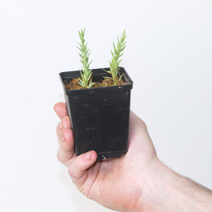 Huperzia goebillii 7cm Plants GrowTropicals