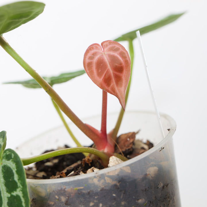 Anthurium HUxRC - King of Spades x Red Crystallinum Indo Plants GrowTropicals