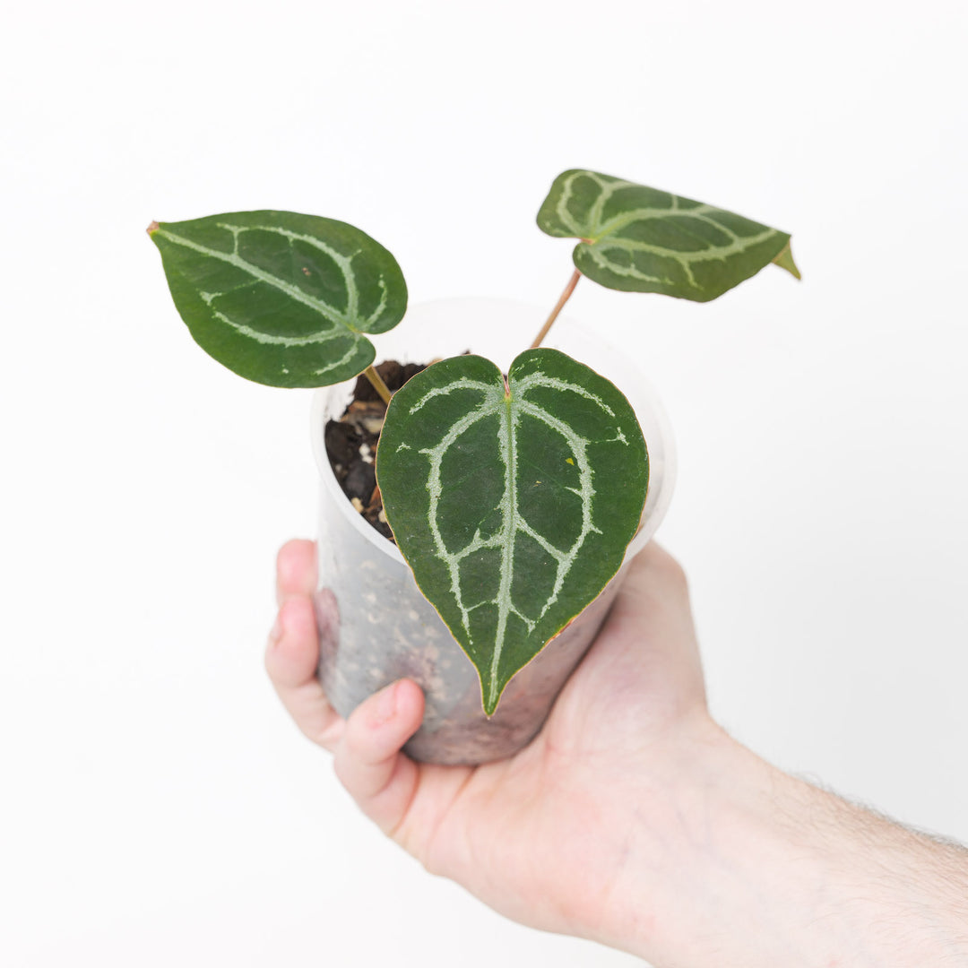 Anthurium HUxRC - King of Spades x Red Crystallinum Indo 9cm A1 Plants GrowTropicals