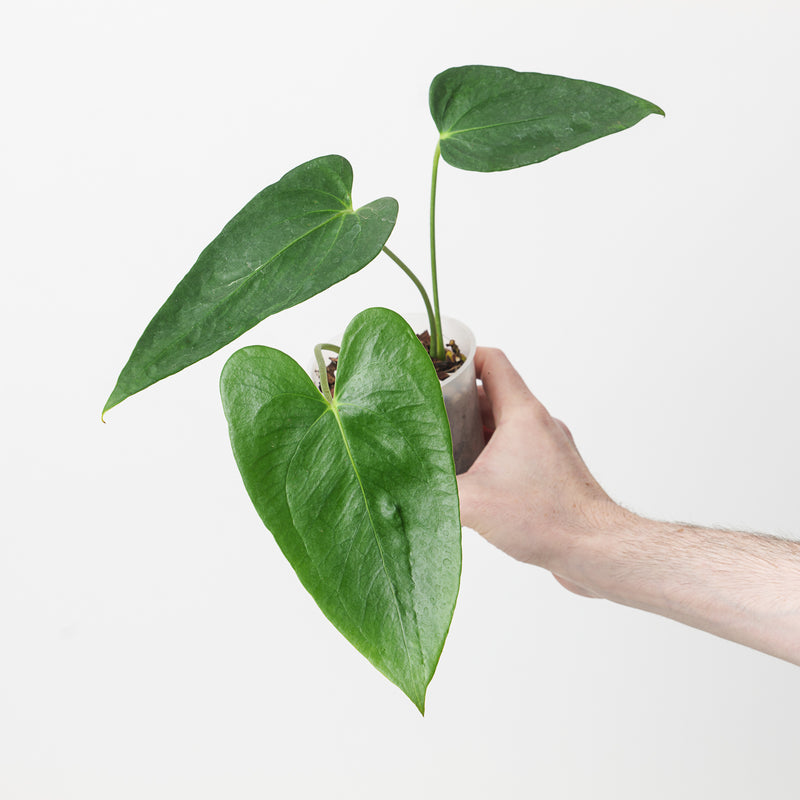 Anthurium hutchisonii aff. Plants GrowTropicals