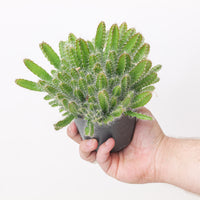 Hylocereus undatus (Dragon Fruit Cactus)