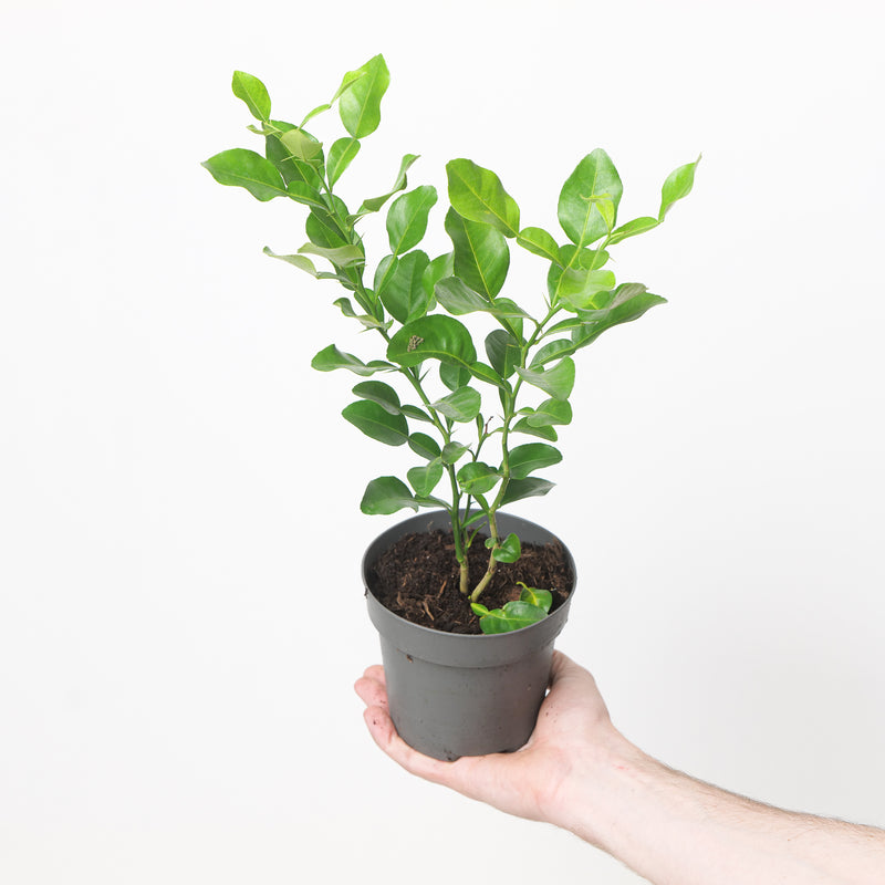 Citrus hystrix Plants GrowTropicals
