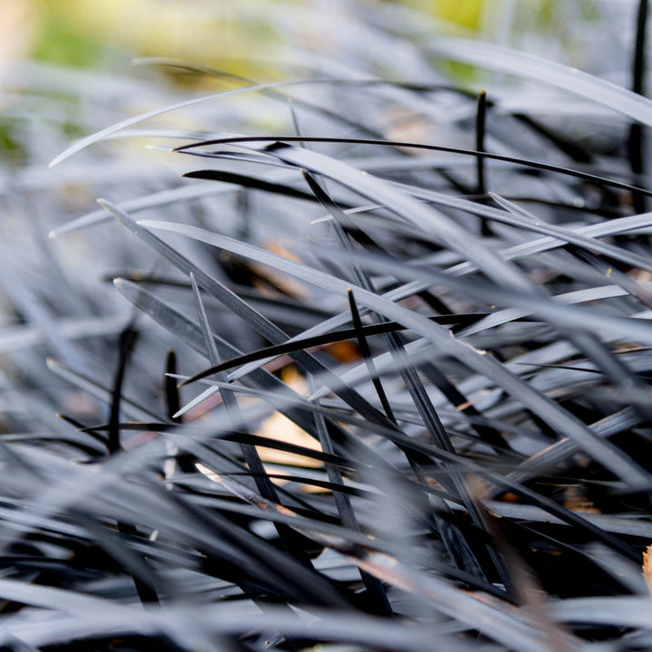 Ophiopogon planiscapus 'Nigrescens' Plants - Outdoor GROW TROPICALS