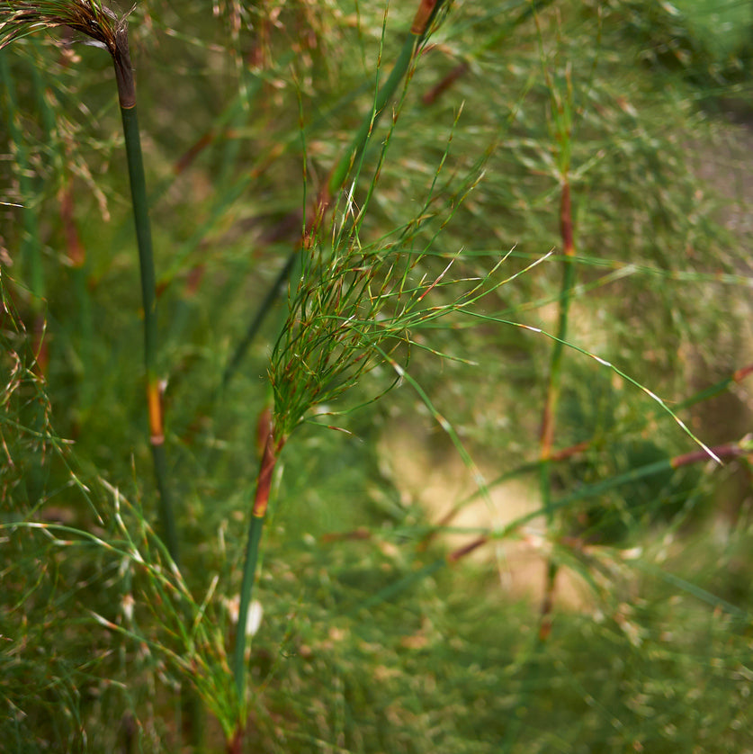 Rhodocoma capensis Plants - Outdoor GROW TROPICALS