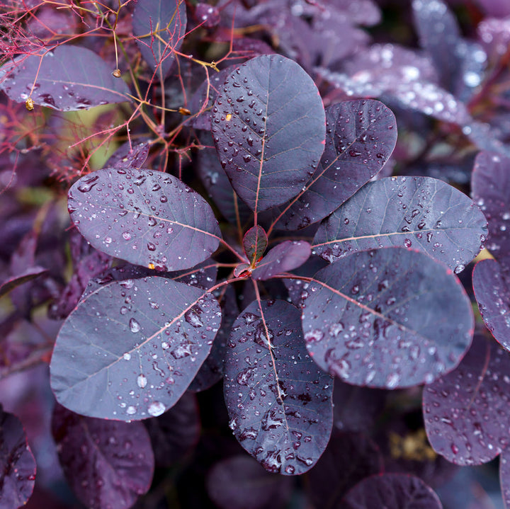Cotinus coggygria 'Royal Purple' Plants - Outdoor GROW TROPICALS