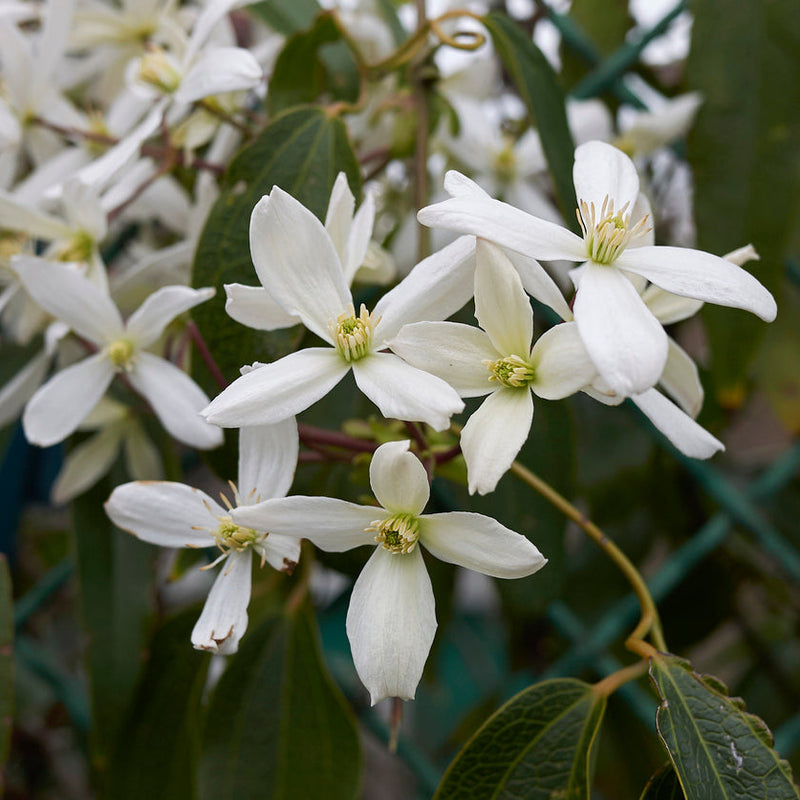Clematis armandii Plants - Outdoor GROW TROPICALS