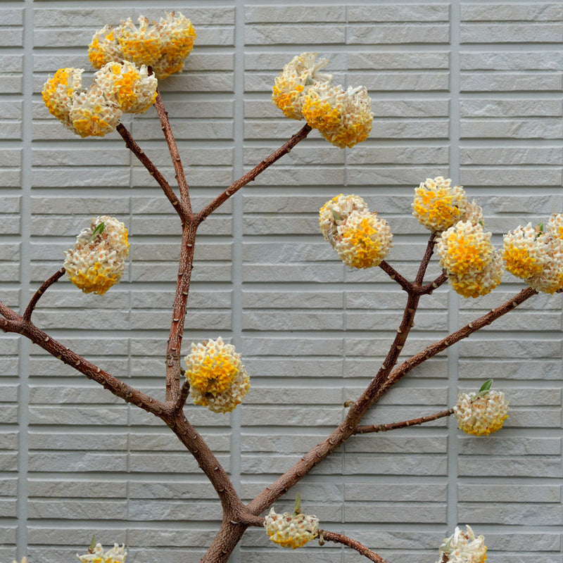 Edgeworthia chrysantha grandiflora Plants - Outdoor GROW TROPICALS