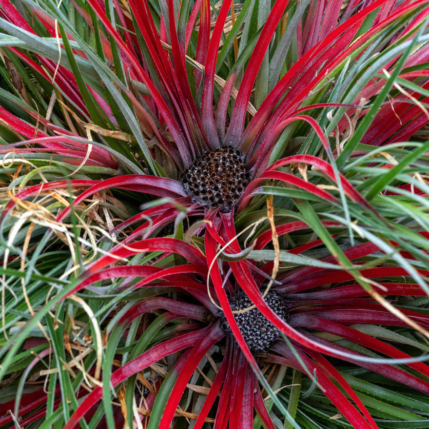 Fascicularia bicolor Plants - Outdoor GROW TROPICALS