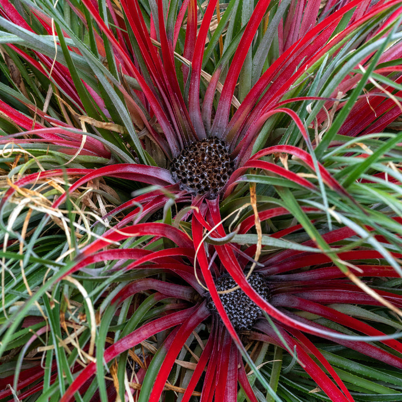 Fascicularia bicolor Plants - Outdoor GROW TROPICALS