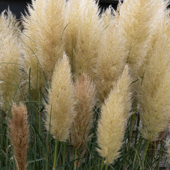 Cortaderia selloana Pumila