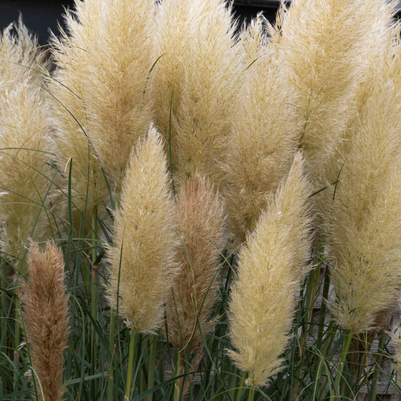 Cortaderia selloana Pumila Plants - Outdoor GROW TROPICALS