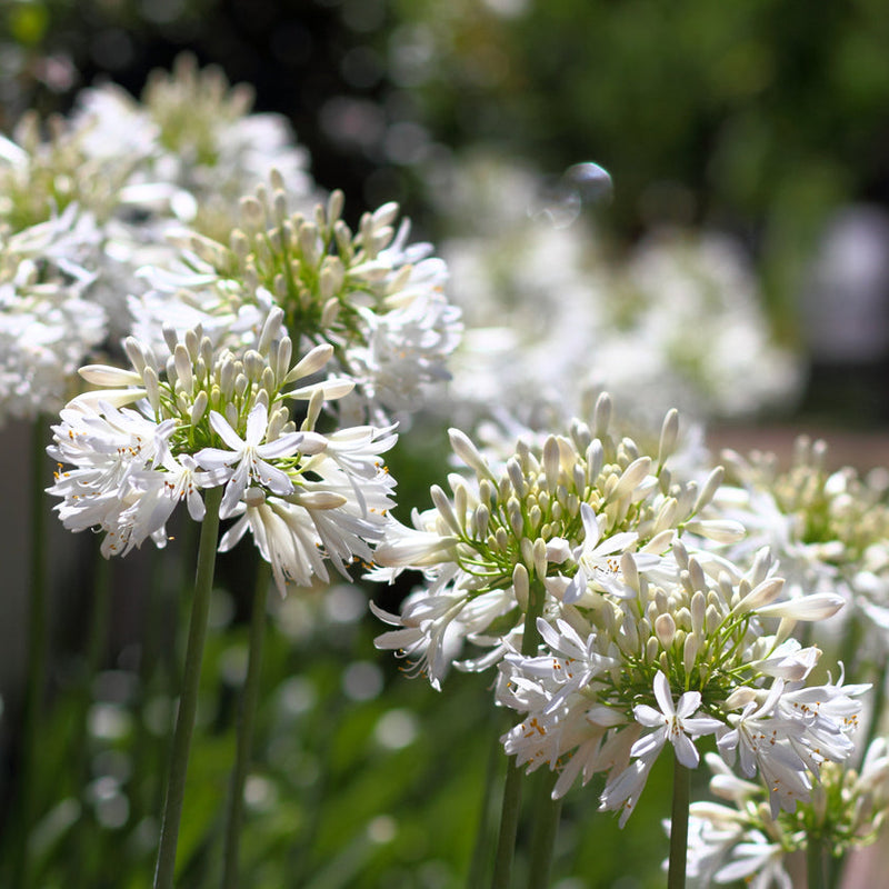 Agapanthus africanus White Plants - Outdoor GROW TROPICALS