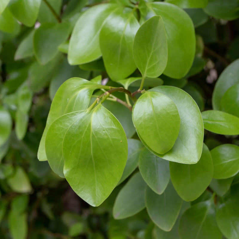 Griselinia littoralis Plants - Outdoor GROW TROPICALS