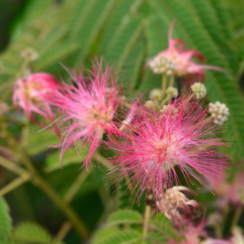 Albizia julibrissin 'Ombrella' Plants - Outdoor GROW TROPICALS