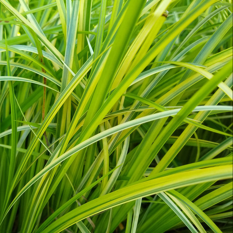 Acorus gramineus 'Ogon' Plants - Outdoor GROW TROPICALS