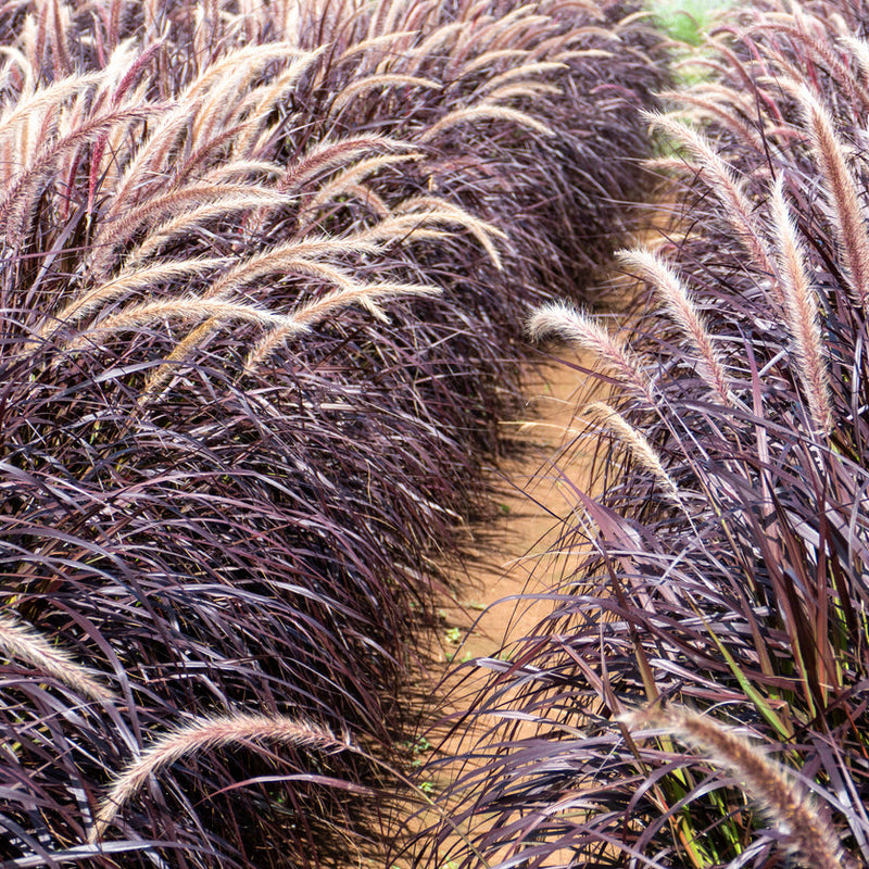 Pennisetum 'Rubrum' Plants - Outdoor GROW TROPICALS