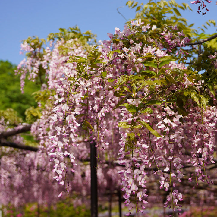 Wisteria floribunda 'Rosea' Plants - Outdoor GROW TROPICALS