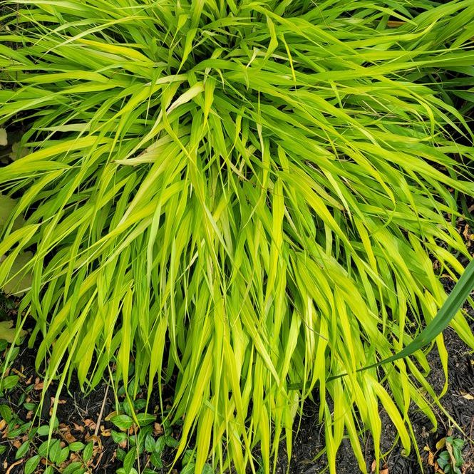 Hakonechloa macra 'All Gold' 17cm / 2L Plants - Outdoor GROW TROPICALS
