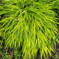 Hakonechloa macra 'All Gold'