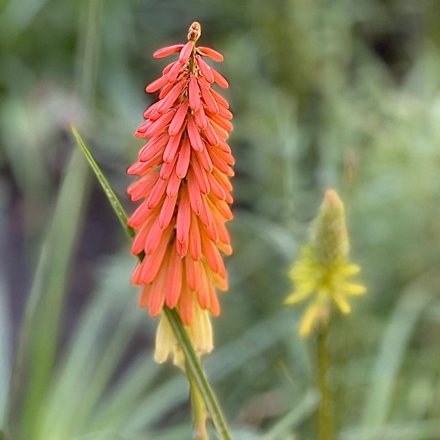 Kniphofia 'Flamenco' (Red Hot Poker) Plants - Outdoor GROW TROPICALS