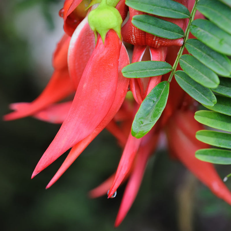 Clianthus puniceus Maximus Plants - Outdoor GROW TROPICALS