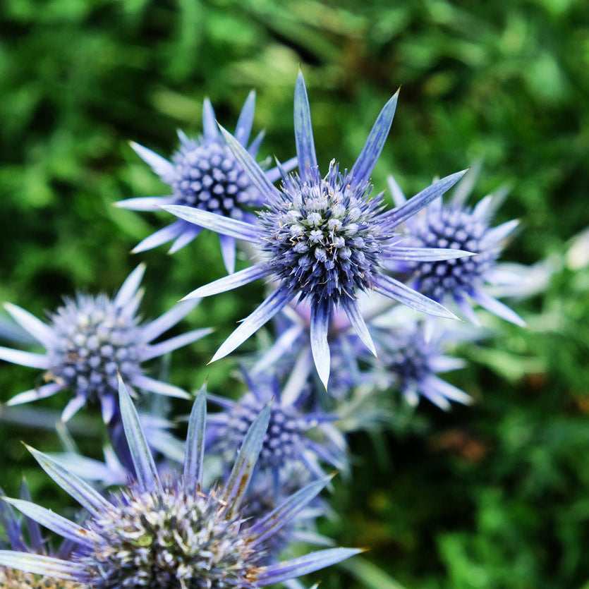 Eryngium bourgatii Plants - Outdoor GROW TROPICALS