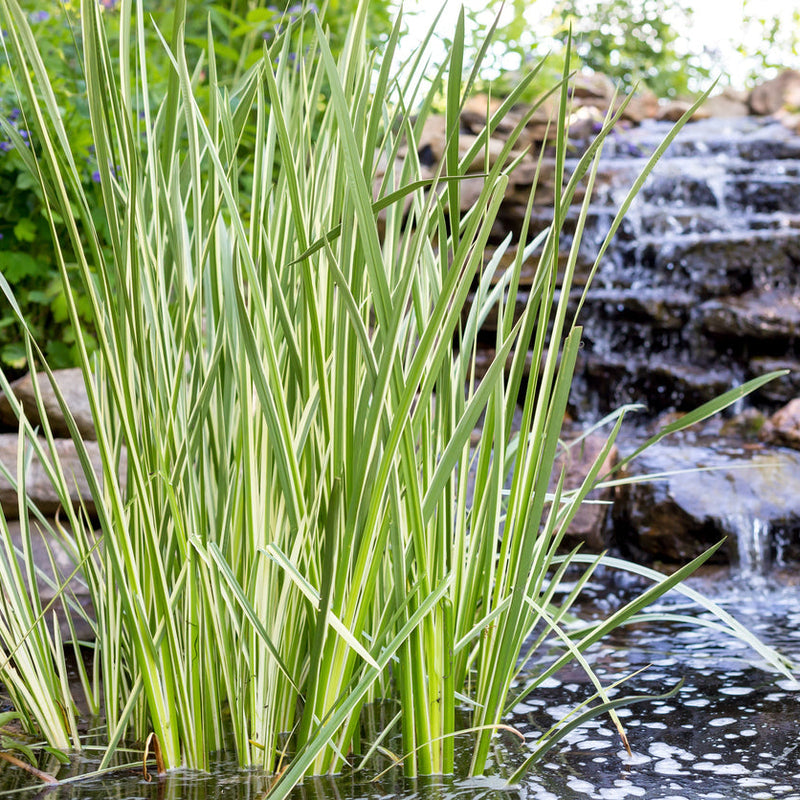 Acorus calamus 'Argenteostriatus' Plants - Outdoor GROW TROPICALS