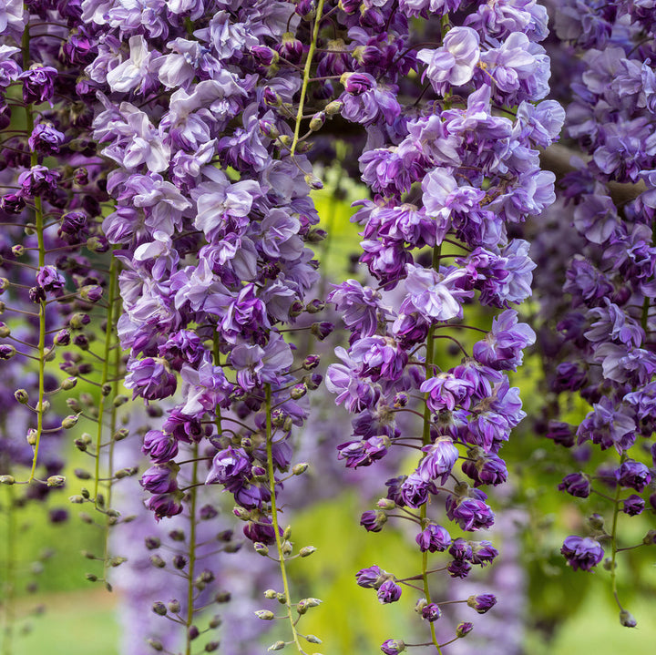 Wisteria floribunda 'Black Dragon' Plants - Outdoor GROW TROPICALS