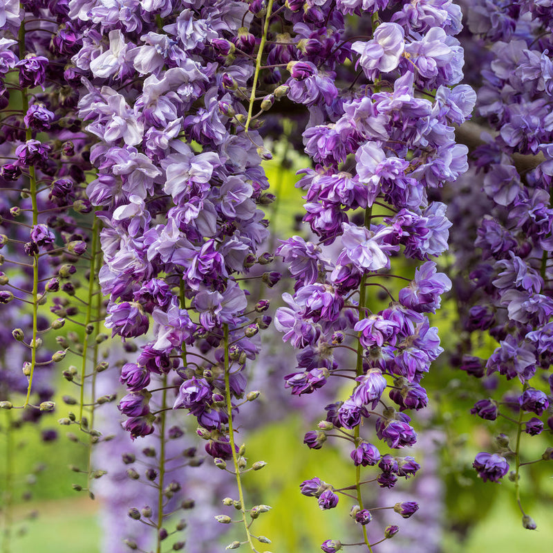 Wisteria floribunda 'Black Dragon' Plants - Outdoor GROW TROPICALS