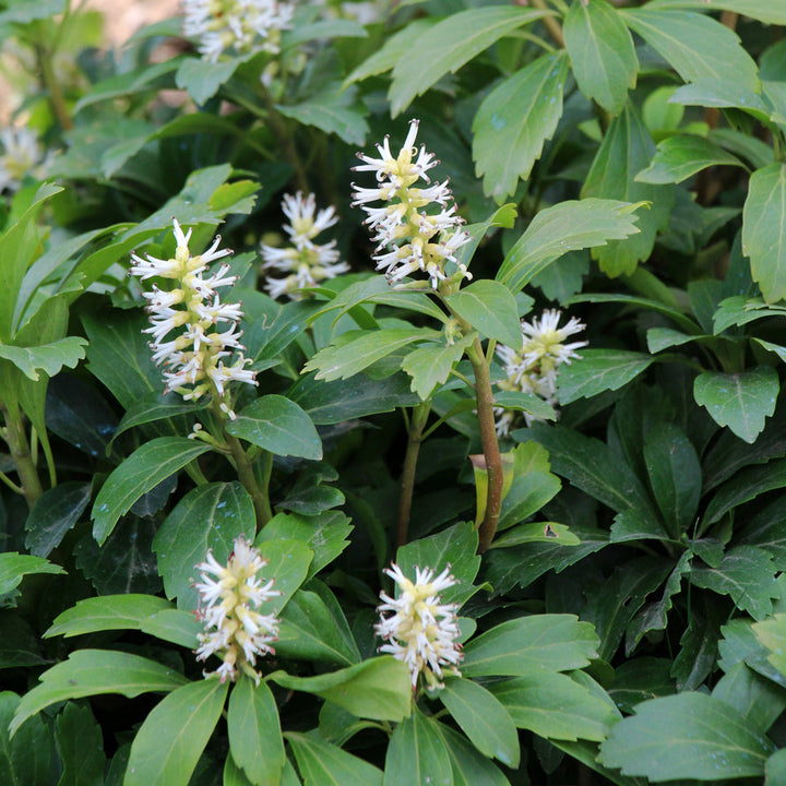 Pachysandra terminalis Plants - Outdoor GROW TROPICALS