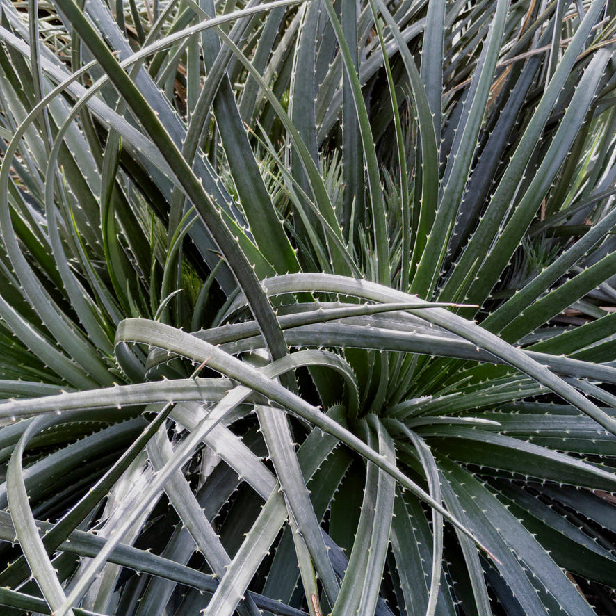 Puya chilensis Plants - Outdoor GROW TROPICALS