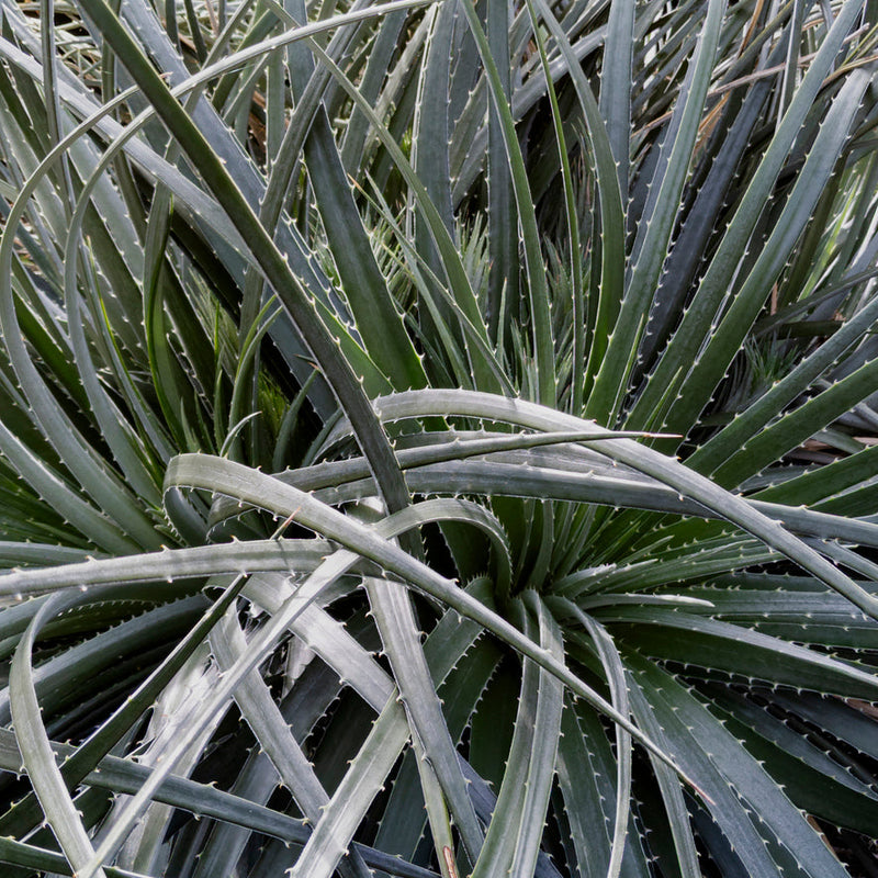 Puya chilensis Plants - Outdoor GROW TROPICALS