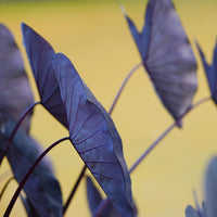 Colocasia esculenta 'Black Magic'