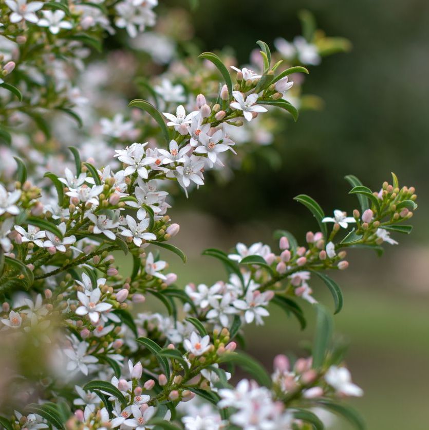 Eriostemon myoporoides Plants - Outdoor GROW TROPICALS