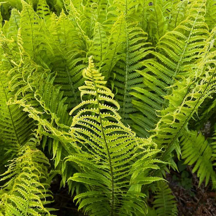 Matteuccia struthiopteris