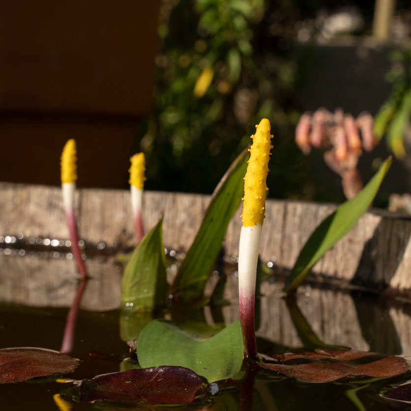 Orontium aquaticum Plants - Outdoor GROW TROPICALS