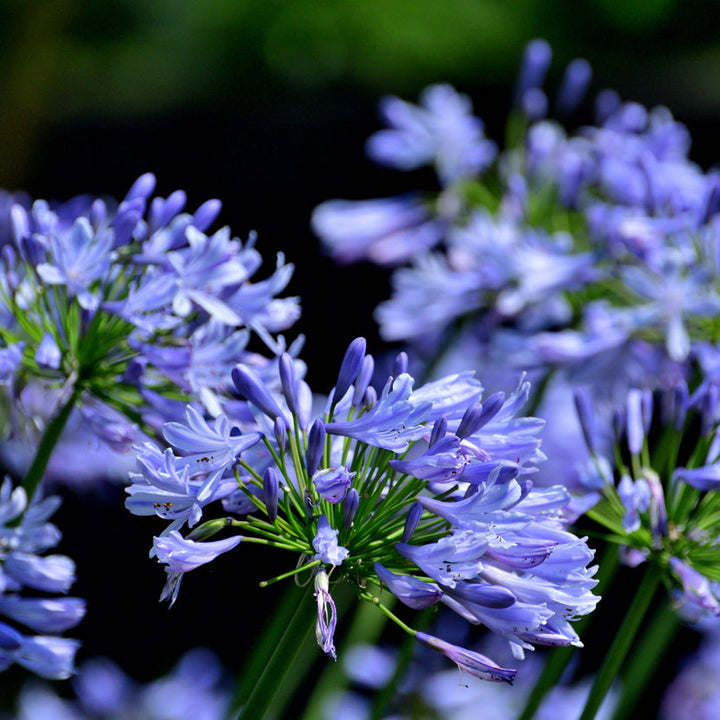 Agapanthus africanus Blue Plants - Outdoor GROW TROPICALS