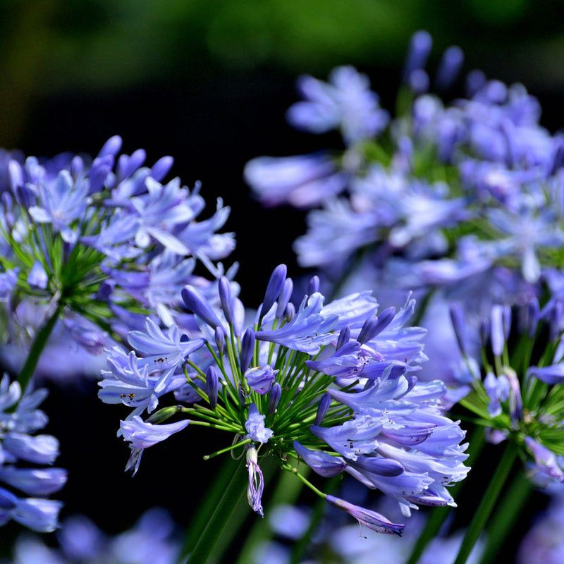 Agapanthus africanus Blue Plants - Outdoor GROW TROPICALS