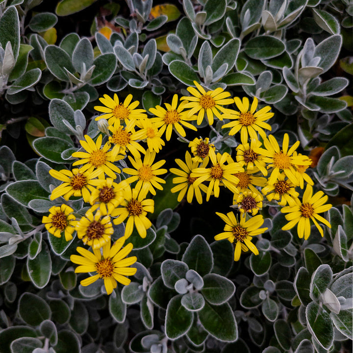 Brachyglottis (Dunedin Group) 'Sunshine' Plants - Outdoor GROW TROPICALS