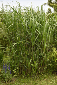 Miscanthus x giganteus